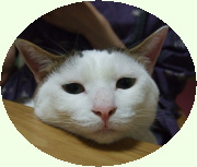 鎌倉彫道友会の看板猫：ニンがもの思いに耽る表情です。