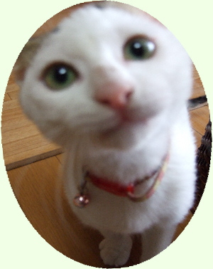 鎌倉彫道友会の看板猫：ニンの、ドアップの写真です。