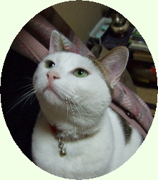 鎌倉彫道友会の看板猫：ニンの「よろしくね！」目線