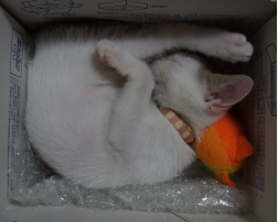 鎌倉彫道友会の看板猫：ニンのお昼寝姿です。