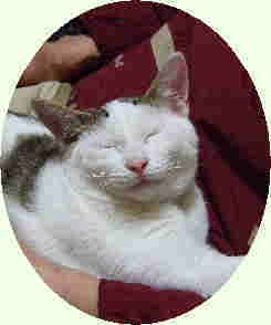 道友会のマスコット猫：ニンの至福の表情です。