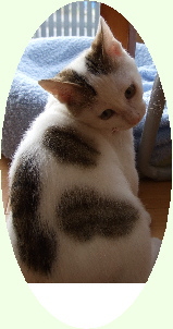 鎌倉彫道友会の看板猫：ニンの“見返り美人”ショットです。