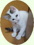 道友会のマスコット猫：ニンの生後１カ月半ころの写真です。