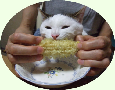 鎌倉彫道友会の看板猫：ニンの食事風景です。