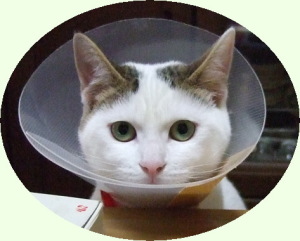 鎌倉彫道友会の看板猫：ニンの“エリザベス”ショットです。