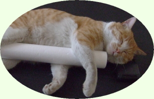 抱き枕で爆睡中の通い猫：タマ