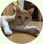 鎌倉彫道友会の看板猫：タマのカメラ目線の画像です。